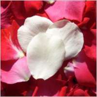 Rose_petals