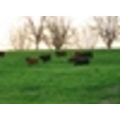 Nature's Beef - Local Grower