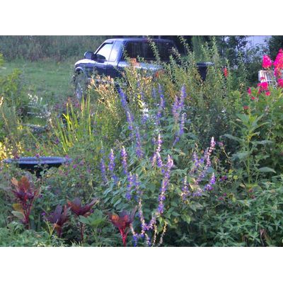 Dirt Woman Putney Garden Design - Local Grower